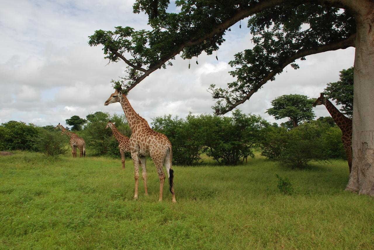 Safari Village Saly Exteriér fotografie